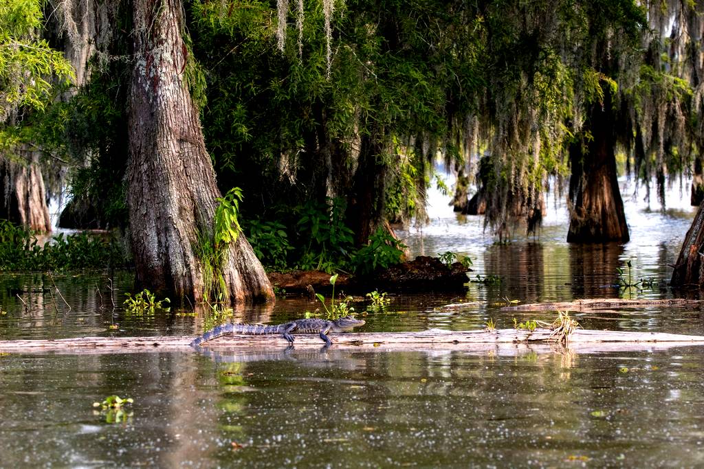 Local SEO Louisiana, United States